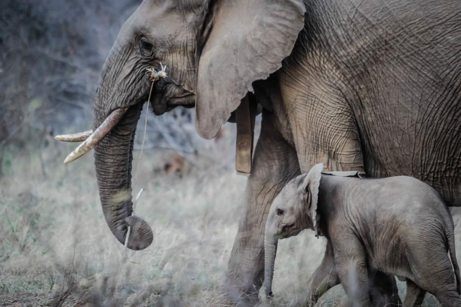 Photo of a baby elephant and its mother