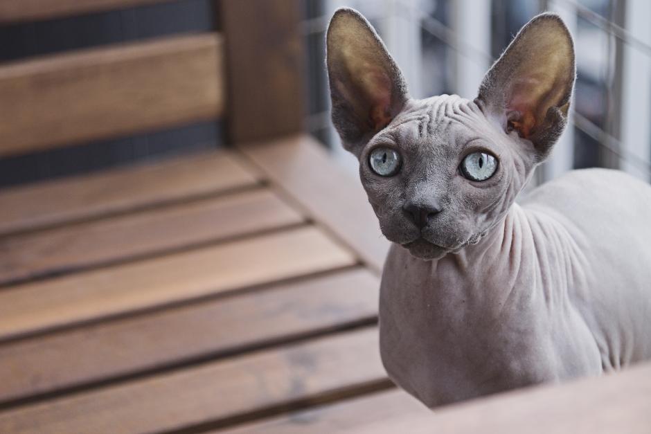 Photo of a hairless cat.