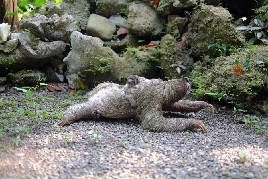 Photo of a baby sloth