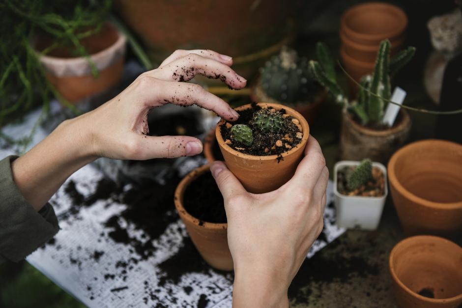 Planting a small plant in a pot