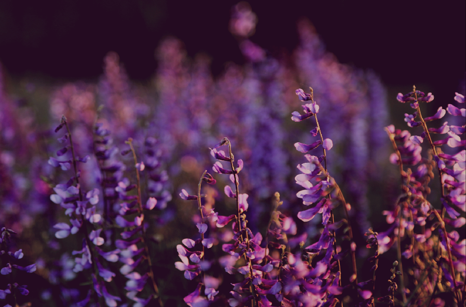 A background of purple flower field