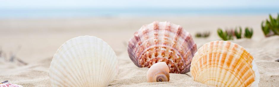 Seashells on a beach.