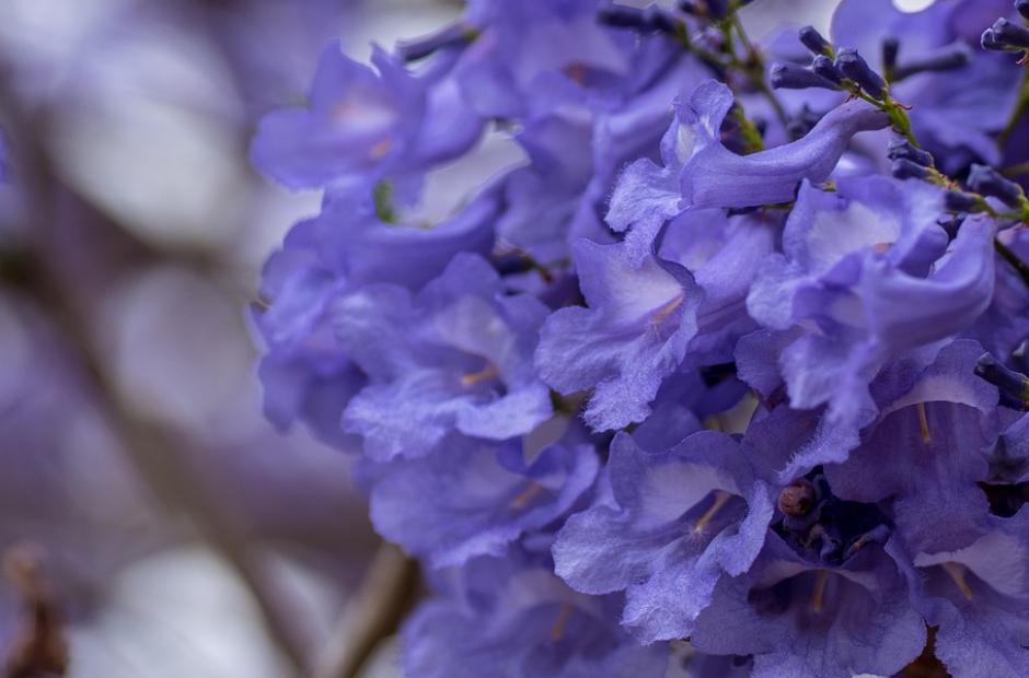 The flowers of a Jacaranda tree.