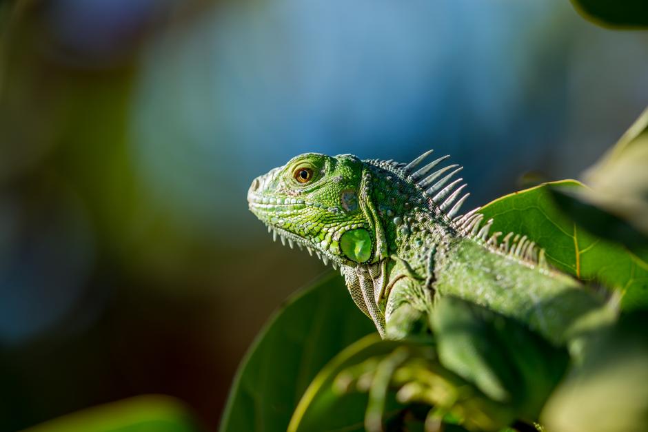 An iguana sitting in a forest.