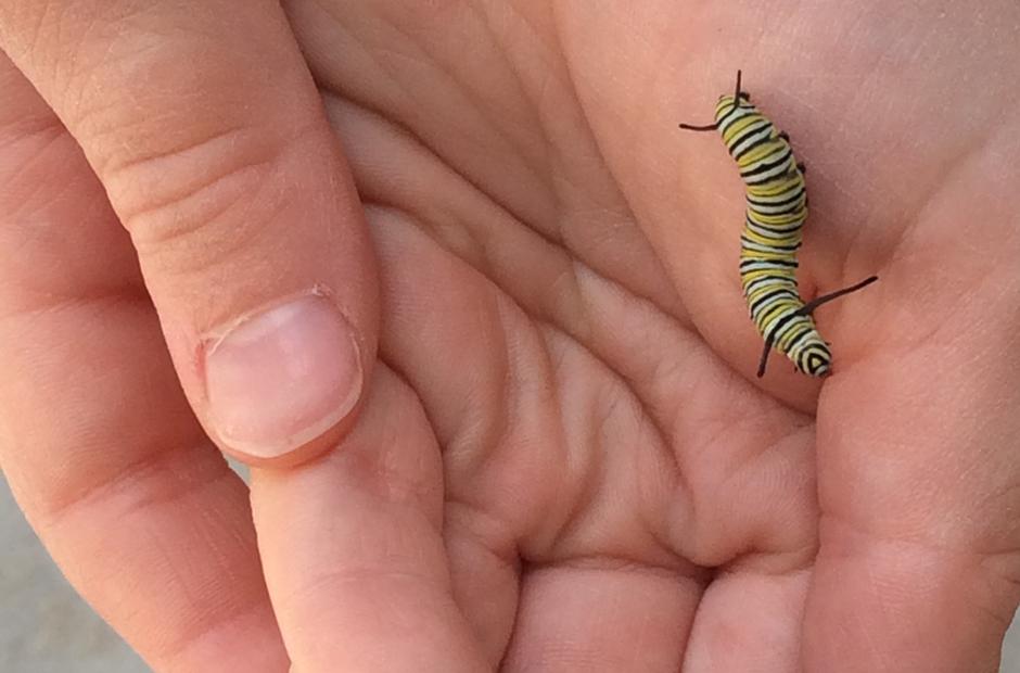 LBCC Child Development faculty holding a caterpillar in the hand