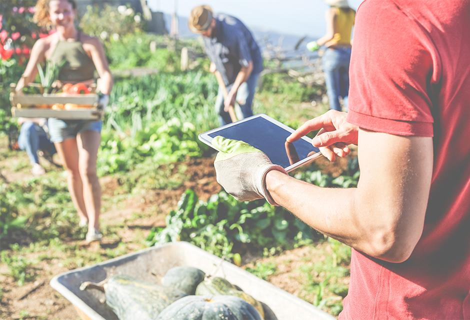 Friendly team harvesting fresh organic vegetables from the community greenhouse garden and planning harvest season on a digital tablet - Focus on man glove hand - Healthy lifestyle and summer concept