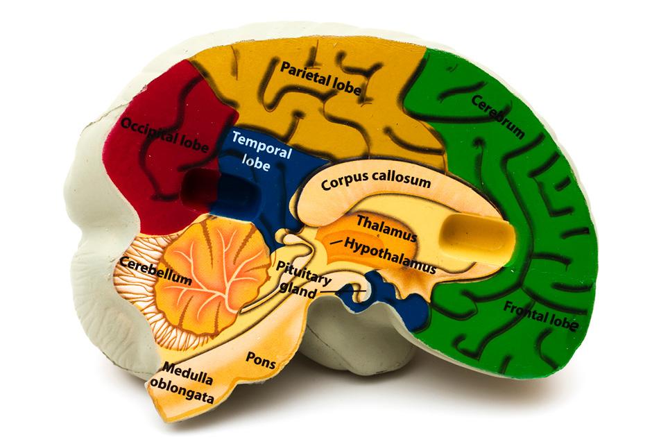 Model Brain