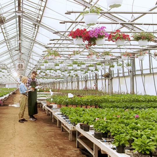 In Sunny Industrial Greenhouse Agricultural Engineer and Gardener Inspect Flowers and Plants and Analyze Data with Tablet Computer. Rows of Rare and Commercially Viable Plants are Visible.